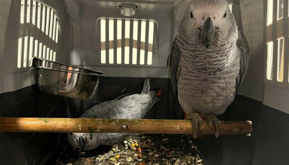 To jaco-papegøjer er blevet taget i tolden