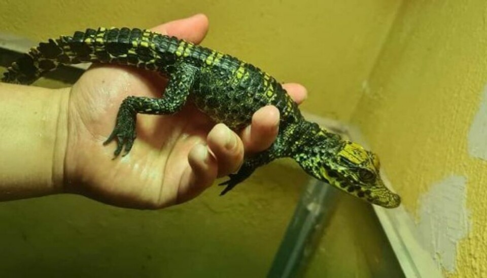 Det var fire babykrokodiller, to alligatorsnappere og en leopardskildpadde, som krybdyr-entusiasten fik stjålet. Det var fire babykrokodiller, to alligatorsnappere og en leopardskildpadde, som krybdyr-entusiasten fik stjålet.