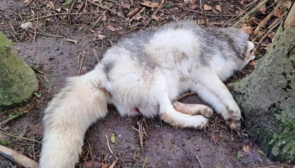 Tabet af ræven Sneaky, som havde en særlig plads i dyreelskerens hjerte, gør ondt på hende.