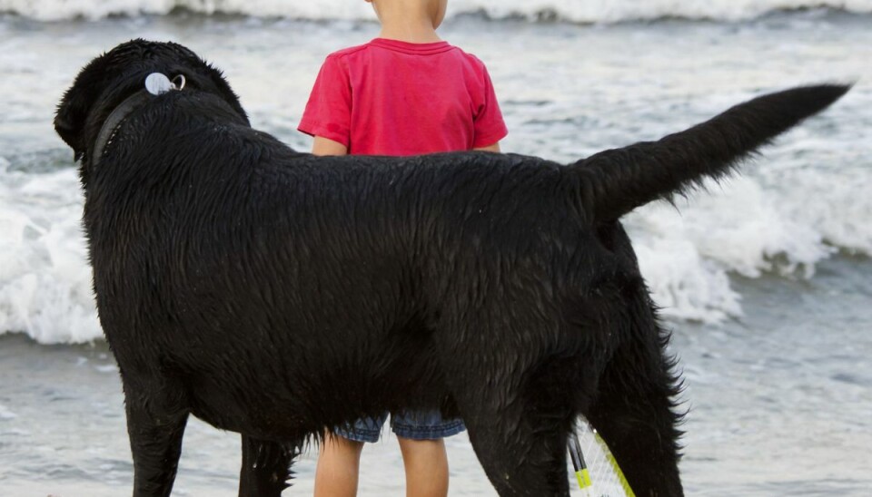 Det er ikke kun hunden, der skal oplæres. Det samme skal de børn, der findes i familien. Det er ikke kun hunden, der skal oplæres. Det samme skal de børn, der findes i familien.
