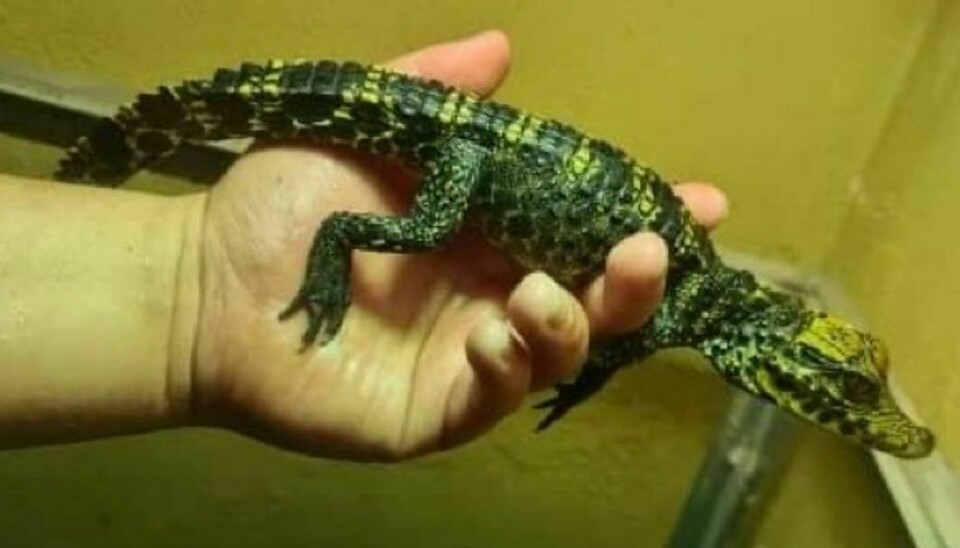 Her ses en ud af de i alt fire babykrokodiller. som er blevet stjålet. Derudover er to alligatorsnappere på henholdsvis 27 og 31 kilo og en stor leopardskildpadde på knap 20 kilo væk.