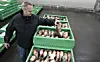 Auktionsmester Karsten Brovn Pedersen fra Fiskeauktion Nord i Hirtshals med stenbider hanner, der skal på auktion.