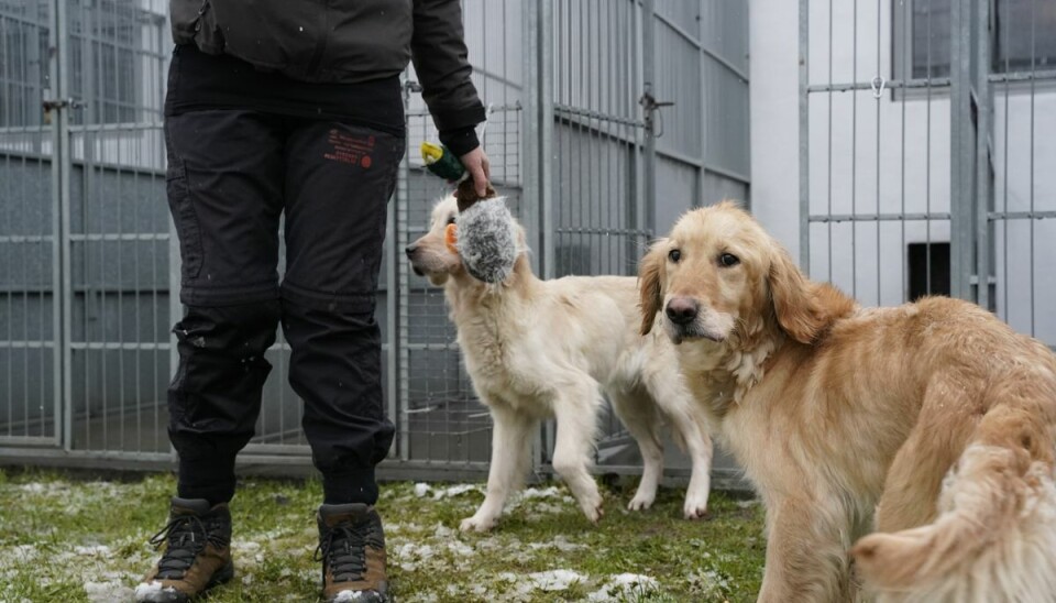 Særligt to af hundene var meget tynde, da de blev indleveret til Brande Internat. Særligt to af hundene var meget tynde, da de blev indleveret til Brande Internat.
