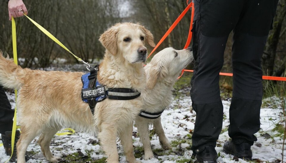 Det er et stort arbejde og kræver særlige kompetencer at tage så mange hunde ind på et internat. Det er et stort arbejde og kræver særlige kompetencer at tage så mange hunde ind på et internat.