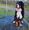 Hunden Albert er af rasen Berner sennen.