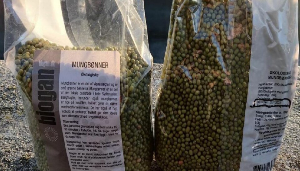Mungbønnerne er blevet kaldt tilbage Mungbønnerne er blevet kaldt tilbage