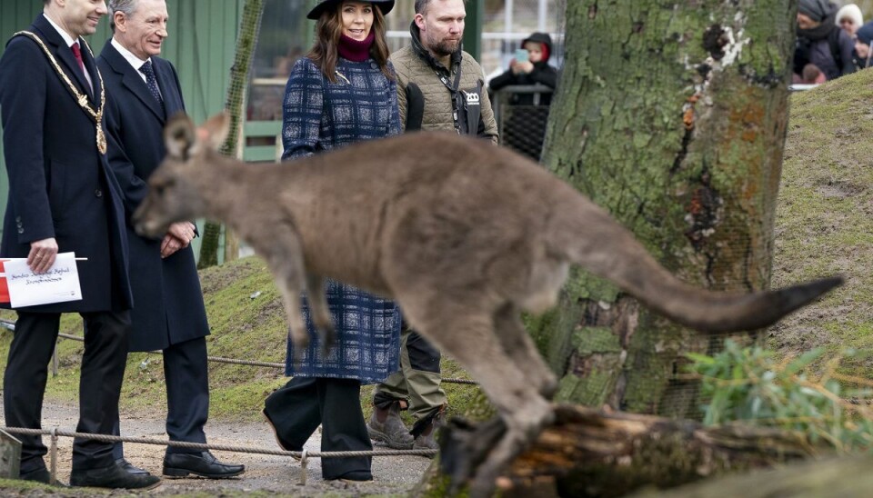 Marys Australske Have skal give plads til og skabe bedre trivsel for arter som latterfuglen, klippekænguruen og kakaduen. Marys Australske Have skal give plads til og skabe bedre trivsel for arter som latterfuglen, klippekænguruen og kakaduen.