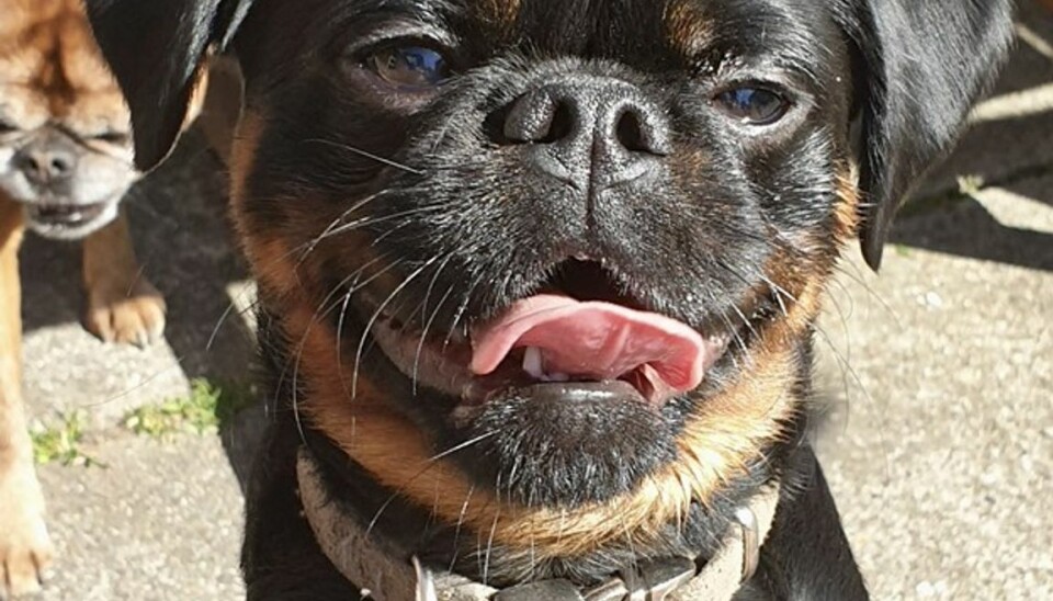 Hunden Ozzy og hans mor, far og søster blev stjålet i forbindelse med et indbrud i Linda Andersens hjem tilbage i juli sidste år.