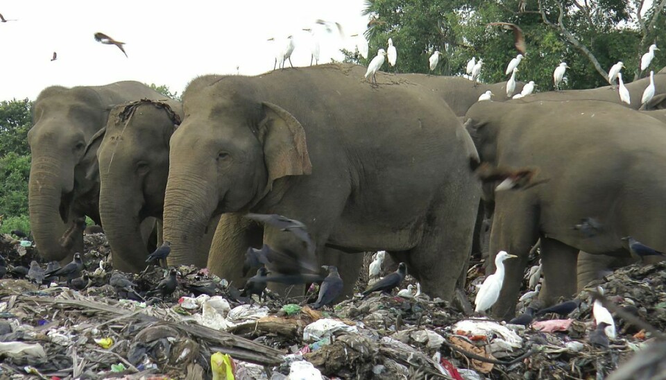 Vilde elefanter leder efter mad på en losseplads i Sri Lanka. To elefanter er for nylig døde efter at have spist affald fra en losseplads. (Arkiv).