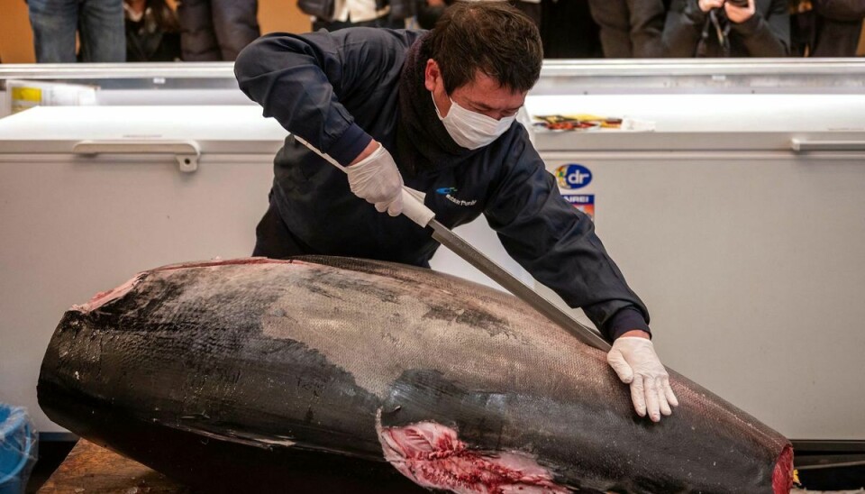 Den store tunfisk blev solgt til den berømte sushirestaurant Onodera Group.