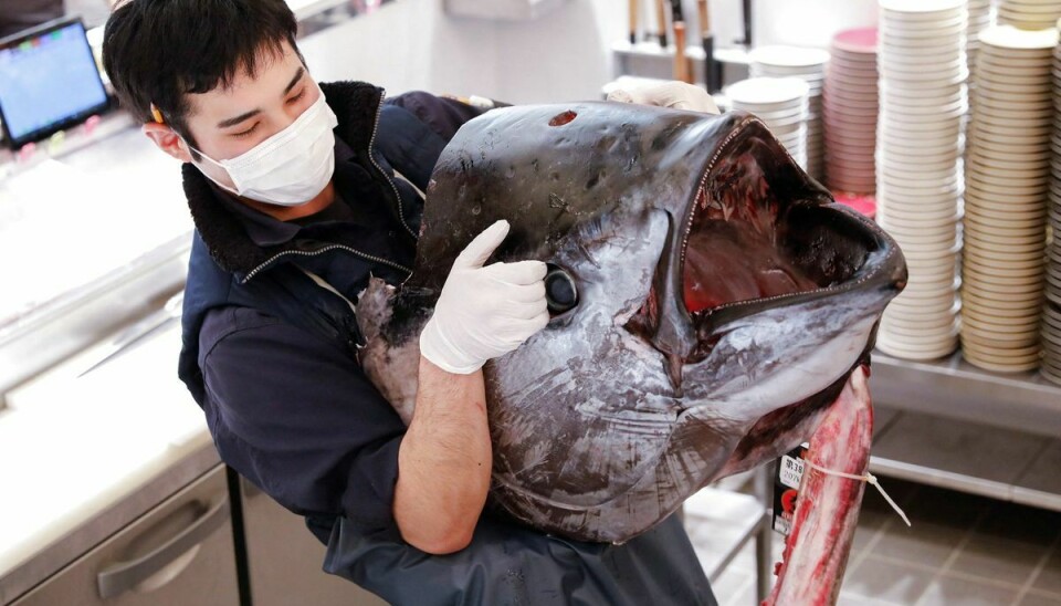 Denne tunfisk er fra Aomorin-regionen og er af særlig høj kvalitet.