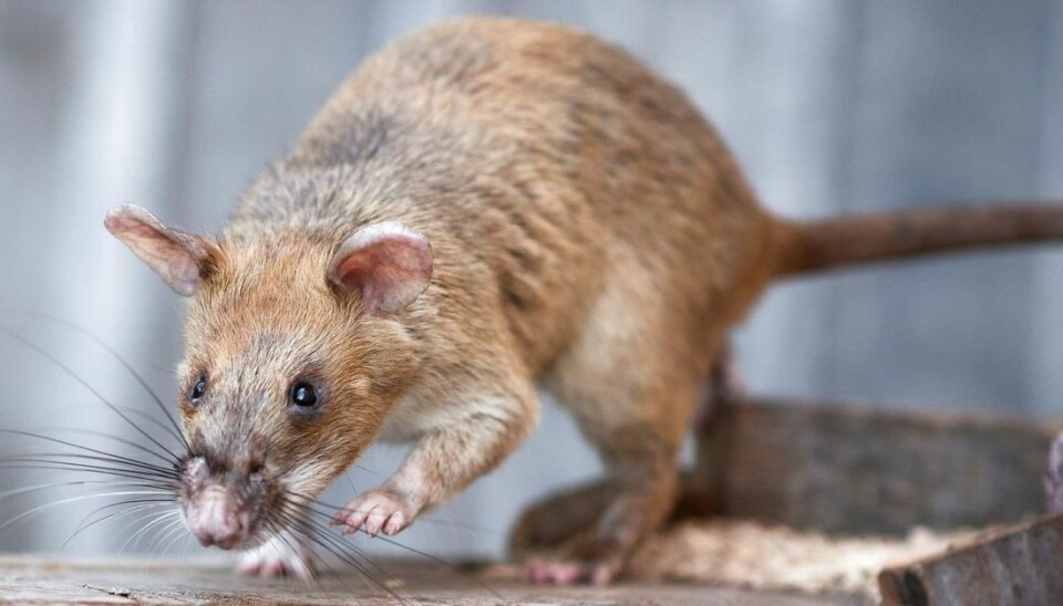 En rotte huserer på lageret i en Circle K-butik, og den er gevaldig svær at få bugt med. (Arkivfoto).