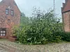 Billedet her er fra Helsingør mandag, hvor et træ er væltet på Hestemøllestræde.