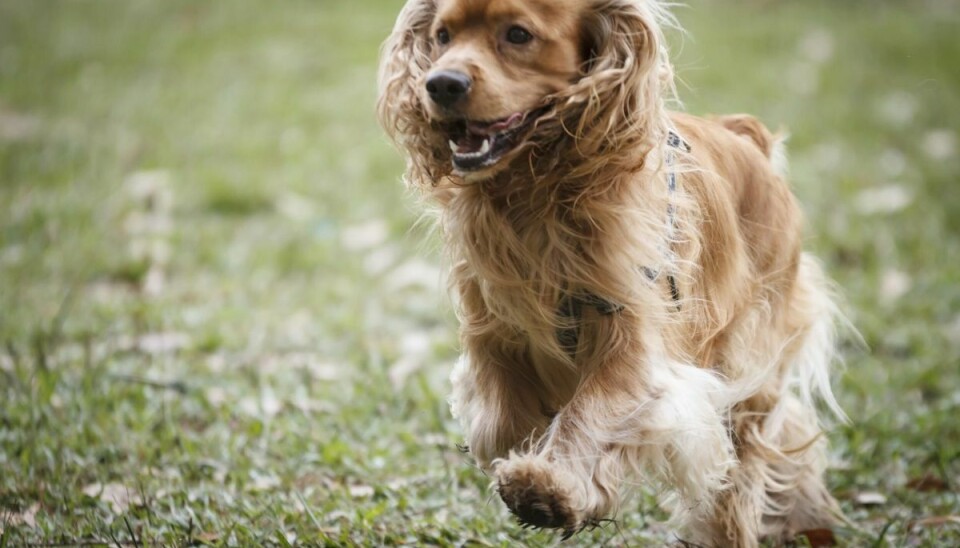 En lille græsavne er nok til at forårsage betændelse i din hunds pote, øre eller øje. (Arkivfoto).