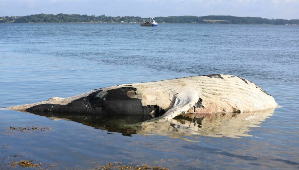 Pukkelhvalen, der her ligger død i strandkanten, menes at være den samme, som har været en tur inde i Aarhus Bugt og siden er spottet flere gange i området omkring Lillebælt.