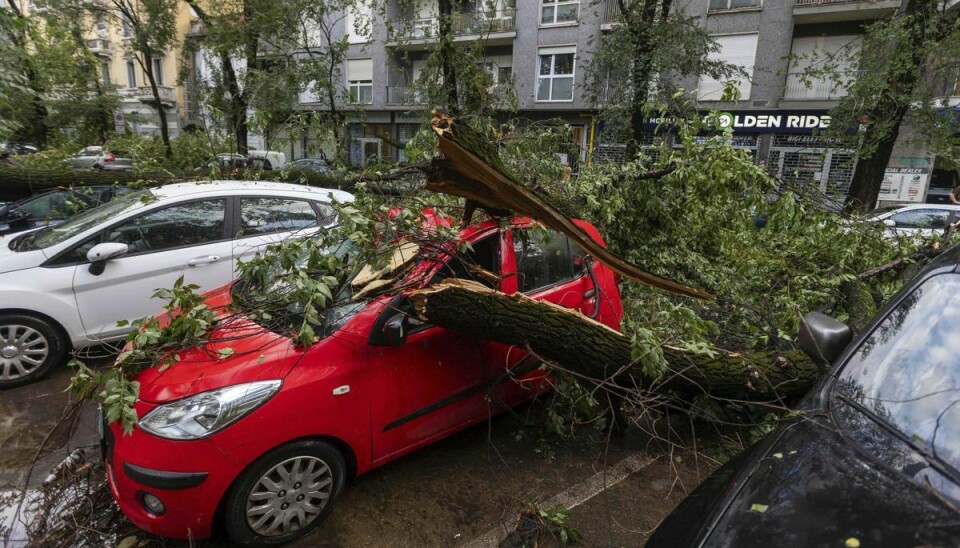 Et træ er faldet ned over en bil efter et voldsomt uvejr i Milano.