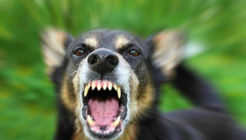 Der findes en række hunde, der er ulovlige i Danmark, fordi de er farlige. KLIK VIDERE OG SE, HVILKE HUNDERACER MAN IKKE MÅ HAVE I DANMARK. Arkivfoto: Scanpix