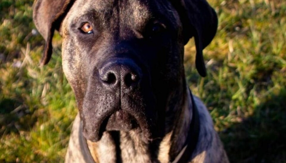 Benjamin Bergstedt, der er ven til den dræbte Eddie Karl-Johan Christensen, leder ihærdigt efter hans hund Rocko. KLIK VIDERE OG SE FLERE BILLEDER. Foto: Benjamin Bergstedt/ Privat Benjamin Bergstedt, der er ven til den dræbte Eddie Karl-Johan Christensen, leder ihærdigt efter hans hund Rocko. KLIK VIDERE OG SE FLERE BILLEDER. Foto: Benjamin Bergstedt/ Privat