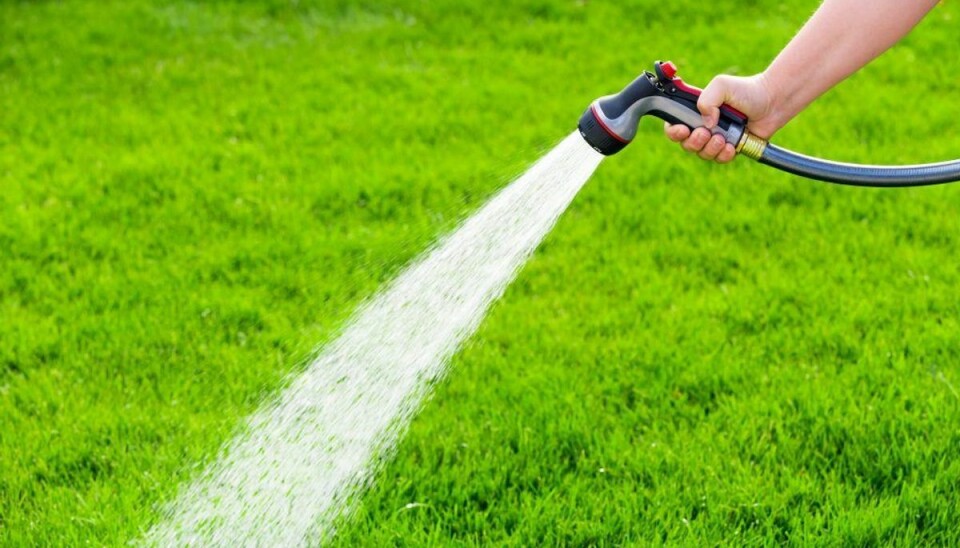 Spar en formue: Drop at vande disse haveplanter