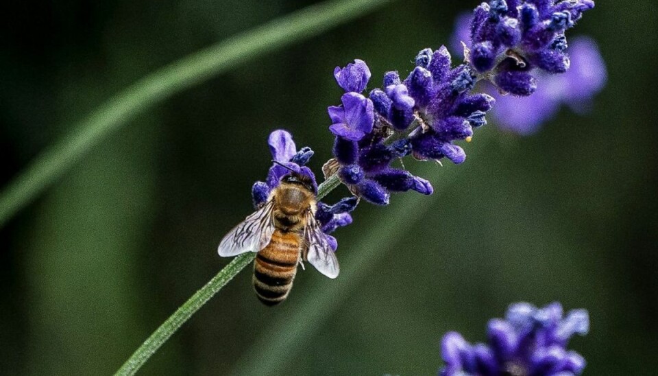 Bipollen er en blanding af biernes spyt, nektar og planternes pollen, der samles på bierne bagben. Derefter opbevares det i en bikage indtil det er fermenteret. KLIK VIDERE OG SE HVAD DU FÅR UD AF AT SPISE DET. Foto: Liselotte Sabroe/Ritzau Scanpix Bipollen er en blanding af biernes spyt, nektar og planternes pollen, der samles på bierne bagben. Derefter opbevares det i en bikage indtil det er fermenteret. KLIK VIDERE OG SE HVAD DU FÅR UD AF AT SPISE DET. Foto: Liselotte Sabroe/Ritzau Scanpix