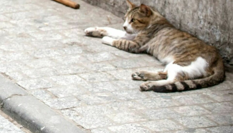 Katte går i billige rottefælder – og så dør de. Arkivfoto: Scanpix