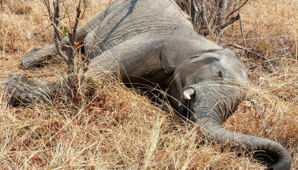 Siden starten af maj er der blevet observeret 350 døde elefanter i Okavango-deltaet i indlandsstaten Botswanna i det sydlige afrika. Man kender endnu ikke dødsårsagen – men man frygter den. Foto: Scanpix.