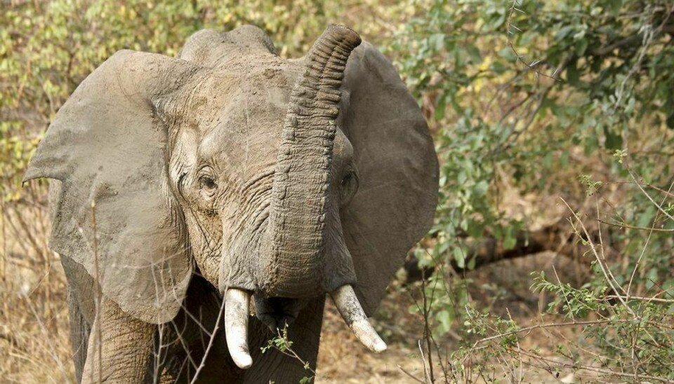 Bruun Rasmussen har sat et par stødtænder fra en elefant på auktion. Det vækker harme hos WWF. Foto: Scanpix (Arkivfoto)