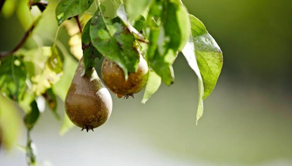 Dansk frugt rammes igen af pesticidregn. Foto: Rasmus Bluhme