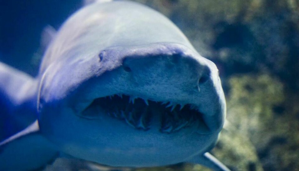 En mand tog den ultimative hævn over en haj, der bed ham. Han åd den. Foto: colourbox
