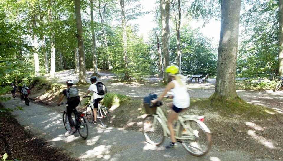 Marselisborg Skov og de øvrige skove i Aarhus bliver spærret af, inden stormen Gorms rasen søndag. Foto: Scanpix