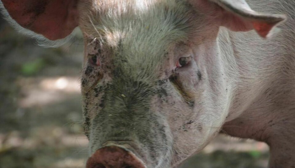 Fødevarestyrelsen har nu frikendt de svin, der var under mistaanke for at bære svinepest. Arkivfoto: Colourbox.