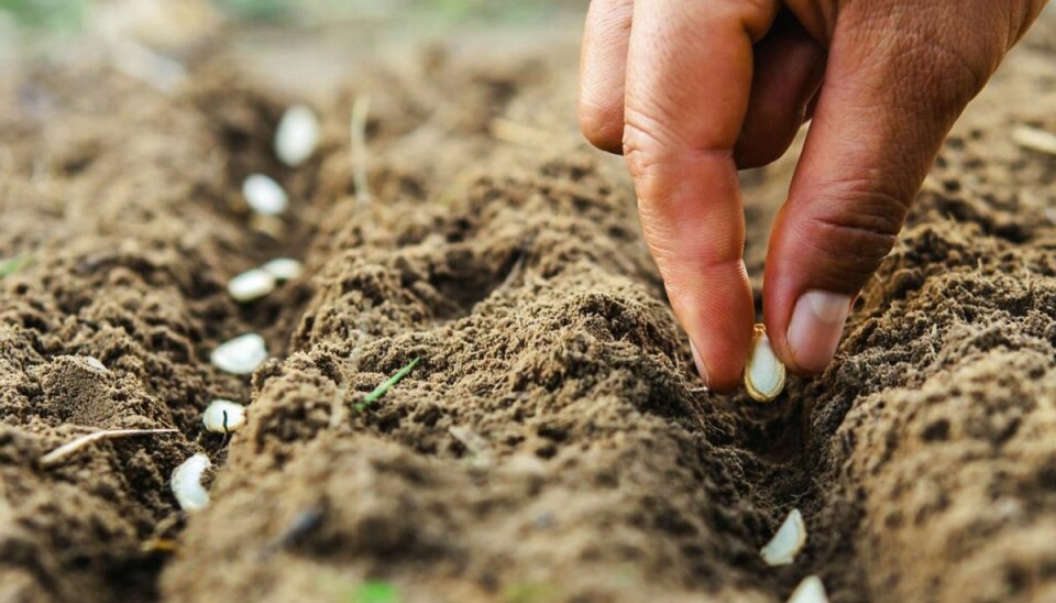 Tror du, det er svært at holde en køkkenhave? Ikke med de 10 planter, du finder i galleriet her. Foto: Scanpix. KLIK VIDERE OG MØD DE HÅRDFØRE PLANTER.