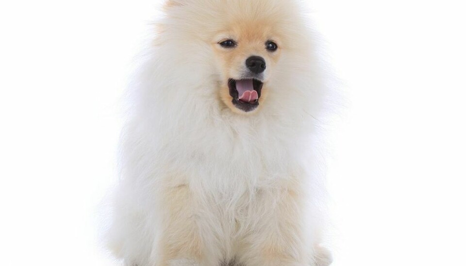 Sådan beregner du din hunds virkelige alder Ved du hvor gammel din hun er i hundeår? Hvis ikke så læs med her.