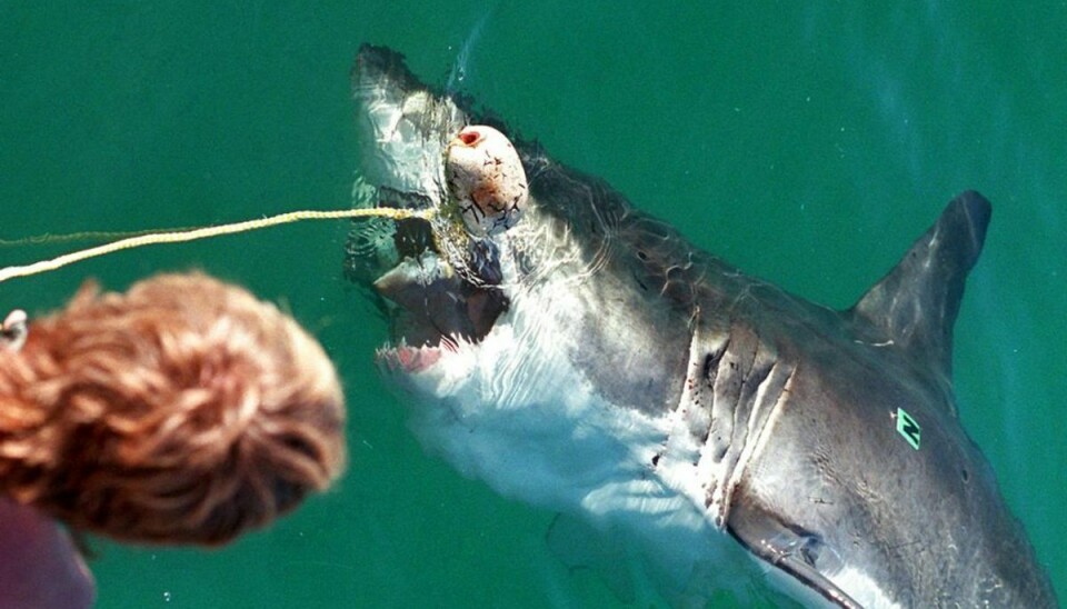 Det er det femte dødelige hajangreb i Australien i 2020. Arkivfoto: Scanpix.