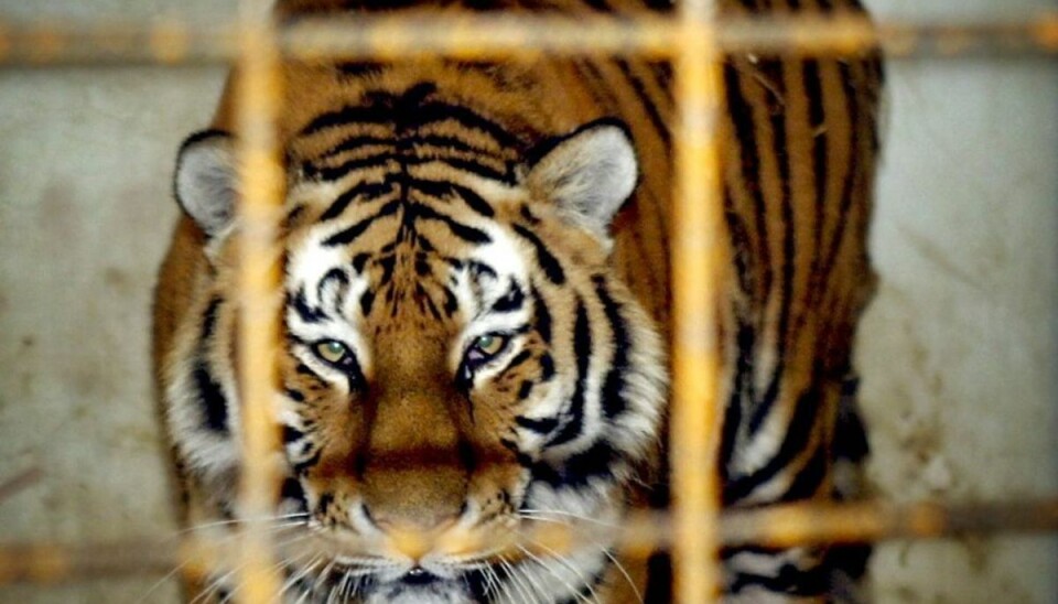 Tiger i dansk zoo aflivet Det er tigeren her – Luna – der er blevet aflivet. Arkivfoto: Scanpix.