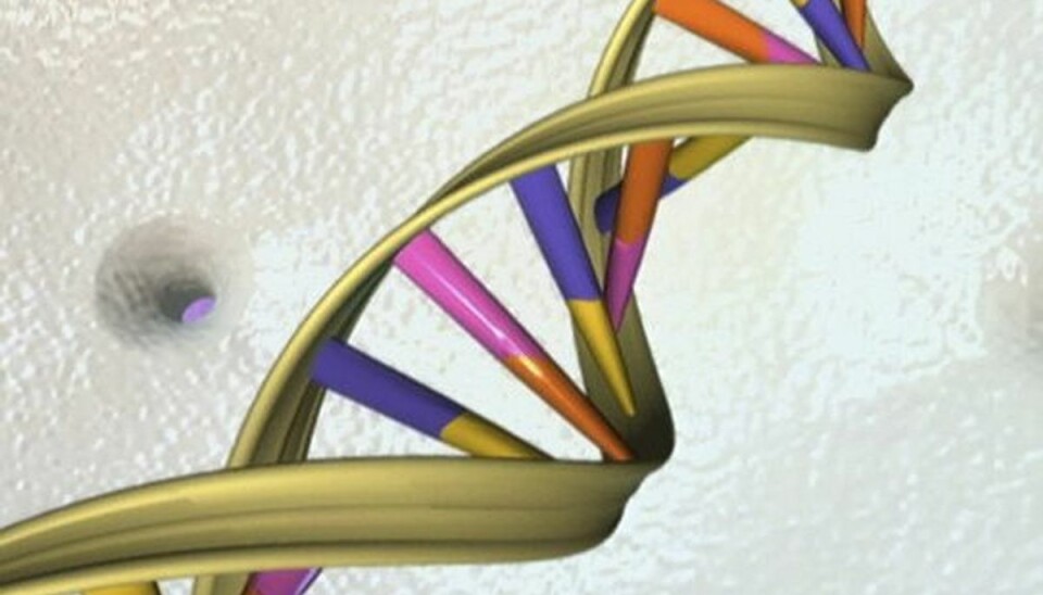 I alt 8450 afsluttede straffesager skal gennemgås for at sikre, at der ikke er sket fejl i forbindelse med brug af dna-beviser. (Arkivfoto) Foto: Handout/Scanpix I alt 8450 afsluttede straffesager skal gennemgås for at sikre, at der ikke er sket fejl i forbindelse med brug af dna-beviser. (Arkivfoto) Foto: Handout/Scanpix