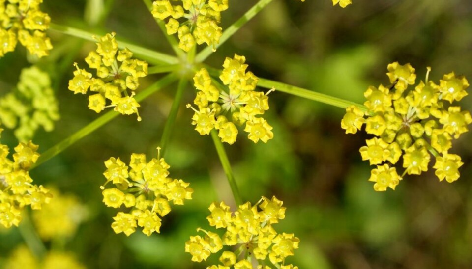Pas på: Giftig plante blomstrer netop nu