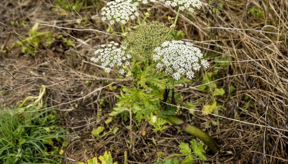 Vild pastinak og planten bjørneklo minder om hinanden. De indeholder det samme giftstof. Foto: Ritzau Scanpix/ Arkiv Vild pastinak og planten bjørneklo minder om hinanden. De indeholder det samme giftstof. Foto: Ritzau Scanpix/ Arkiv