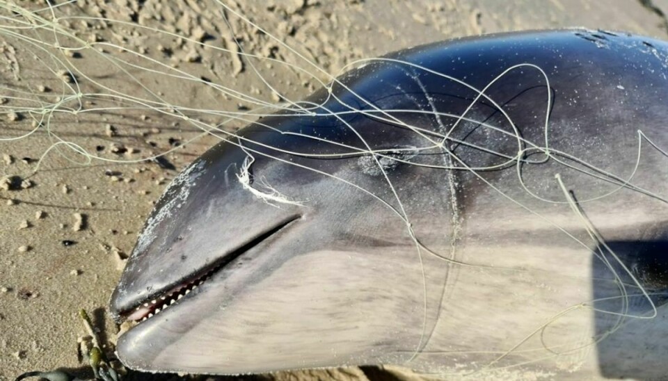 Det var et grufuldt syn for en dyreelsker at finde marsvin viklede ind i fiskegarn eller med store skader. Privatfoto