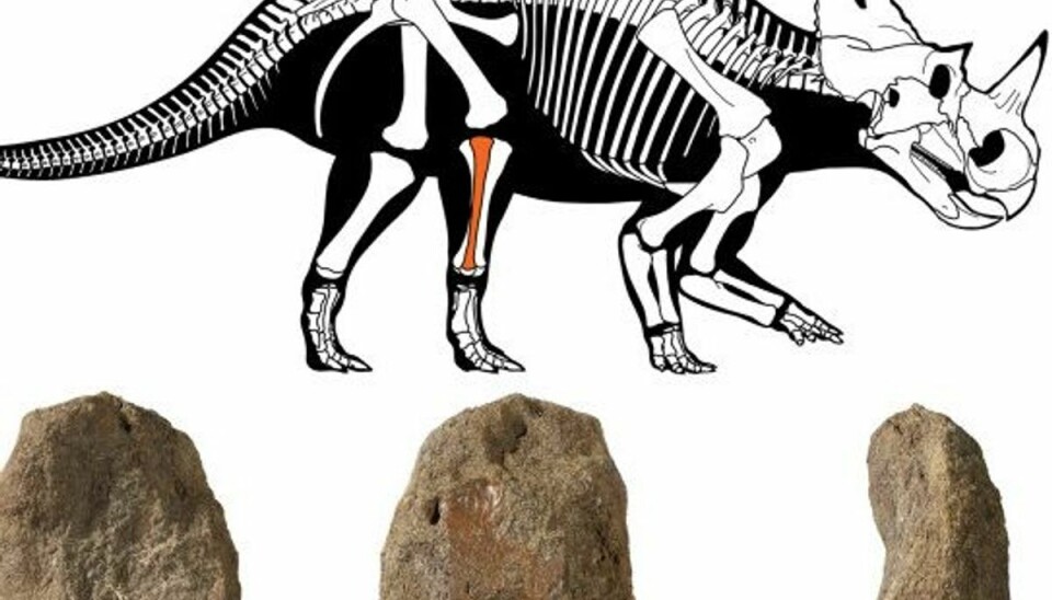 Forskere i chok: De fik også dødelig sygdom Her ses en tegning af Centrosaurussen samt en affotografering af det kræftramte underben. Foto: Roy Ont Museum/Mcmaster U/Reuters