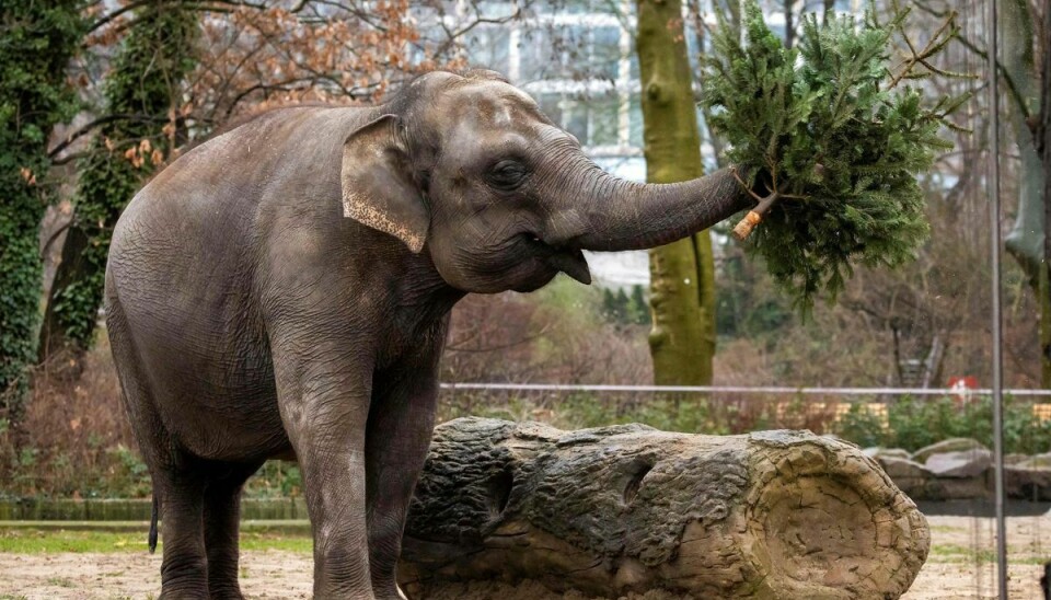 En af elefanterne i Berlin Zoo tager juletræerne under kærlig behandling.
