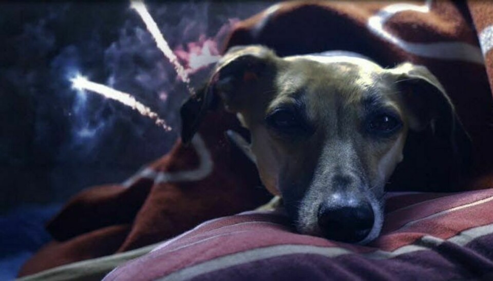 Nytårsaften kan være et sandt helvede for din hund. Mange hunde bliver skræmte og bange, når raketterne fyres af.