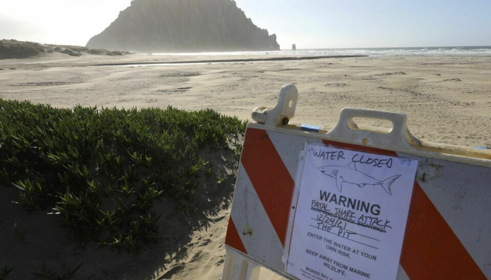 Der er nedlagt et midlertidigt forbud mod at gå i vandet ved Morro Bay i Californien, efter at en surfer fredag mistede livet som følge af hajbid.
