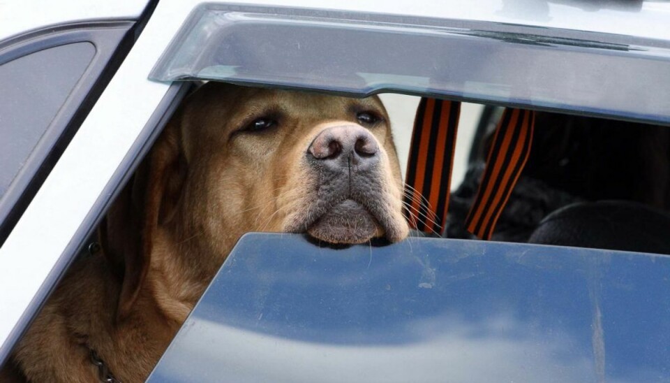 Udgangspunktet er, du ikke skal tage din hund med i bilen om sommeren. KLIK og se rådene, hvis du ikke KAN undgå det. Foto: Colourbox. Udgangspunktet er, du ikke skal tage din hund med i bilen om sommeren. KLIK og se rådene, hvis du ikke KAN undgå det. Foto: Colourbox.