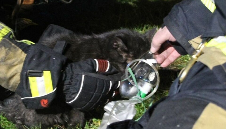 En kat livede op, efter den havde fået ilt.