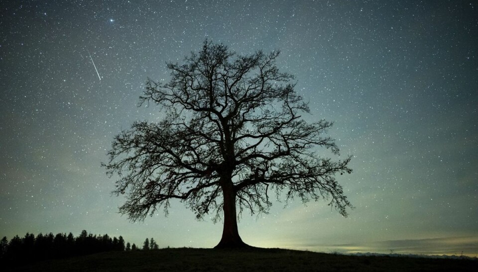 Under ideelle forhold kan ses 150 stjerneskud i timen, når Geminiderne er over os. Her ses et stjerneskud i Bayern under sidste års meteorsværm fra Geminiderne. (Arkivfoto).