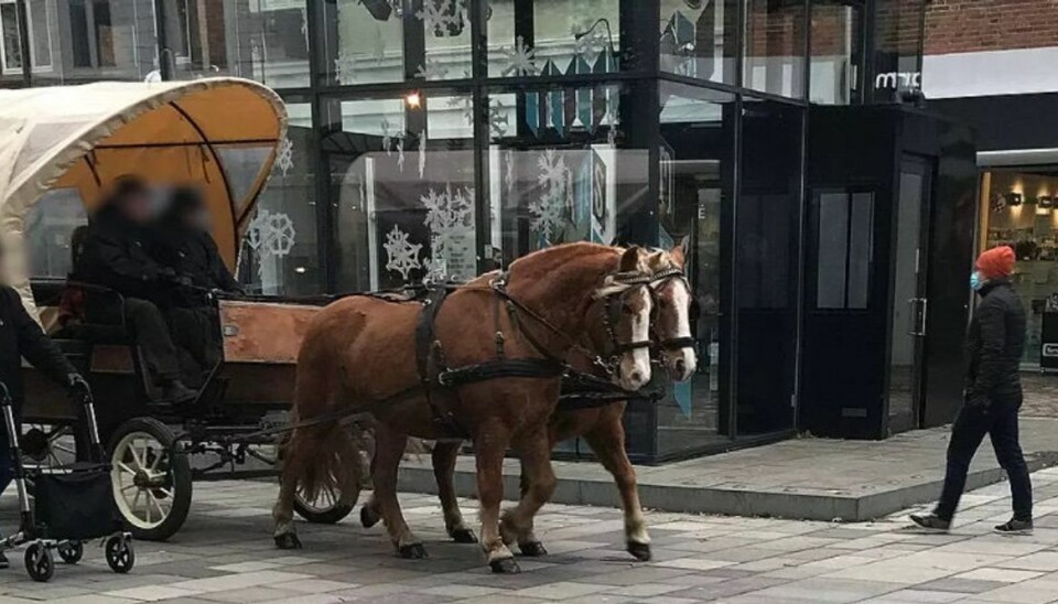 På hestevognsturene i Horsens skulle alle bære mundbind. -