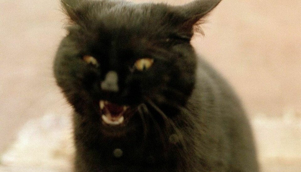 Hvis katte var mennesker, ville de have psykopatiske træk, afslører forskning.