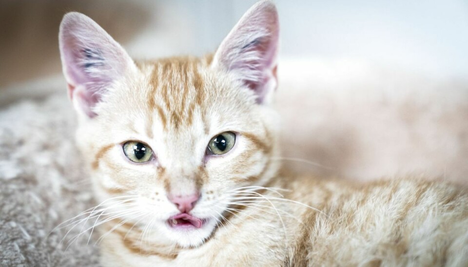 Det kunne kun være et menneske, der havde dræbt katten, konkluderede en mand, der fandt sin kat død