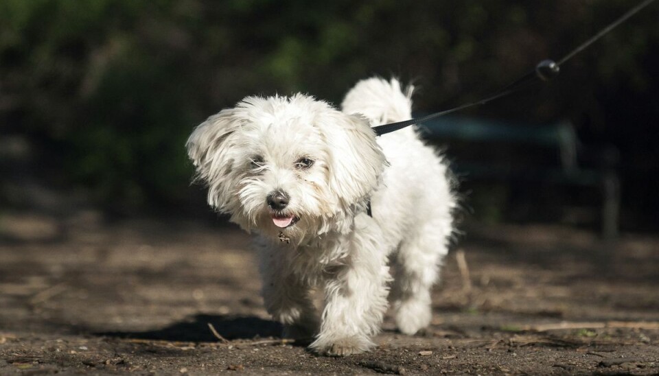 AniCura vurderer, at kræft er en af de hyppigste dødsårsager blandt hunde. (Arkivfoto).